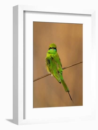 Green Bee-Eater (Merops orientalis), Bandhavgarh National Park, Madhya Pradesh, India, Asia-Sergio Pitamitz-Framed Photographic Print