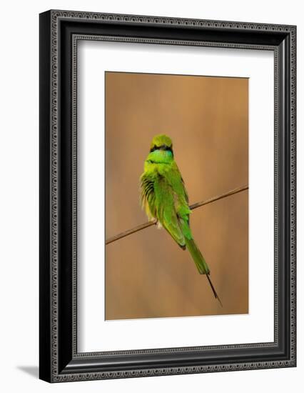 Green Bee-Eater (Merops orientalis), Bandhavgarh National Park, Madhya Pradesh, India, Asia-Sergio Pitamitz-Framed Photographic Print