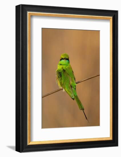 Green Bee-Eater (Merops orientalis), Bandhavgarh National Park, Madhya Pradesh, India, Asia-Sergio Pitamitz-Framed Photographic Print