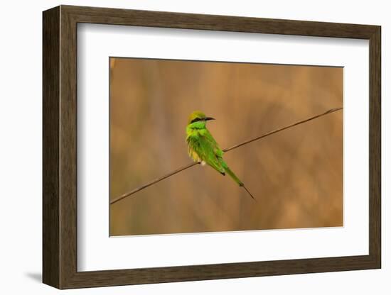 Green Bee-Eater (Merops orientalis), Bandhavgarh National Park, Madhya Pradesh, India, Asia-Sergio Pitamitz-Framed Photographic Print