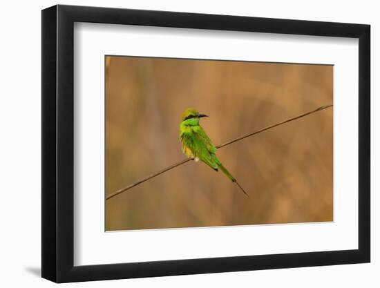 Green Bee-Eater (Merops orientalis), Bandhavgarh National Park, Madhya Pradesh, India, Asia-Sergio Pitamitz-Framed Photographic Print