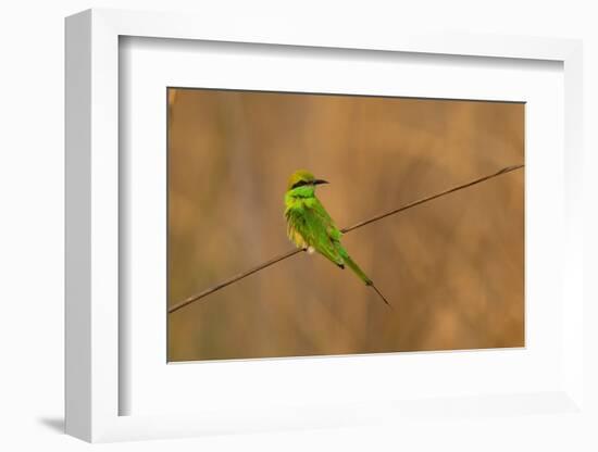 Green Bee-Eater (Merops orientalis), Bandhavgarh National Park, Madhya Pradesh, India, Asia-Sergio Pitamitz-Framed Photographic Print