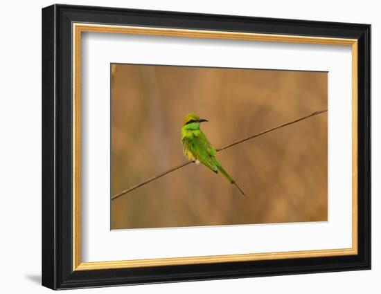 Green Bee-Eater (Merops orientalis), Bandhavgarh National Park, Madhya Pradesh, India, Asia-Sergio Pitamitz-Framed Photographic Print