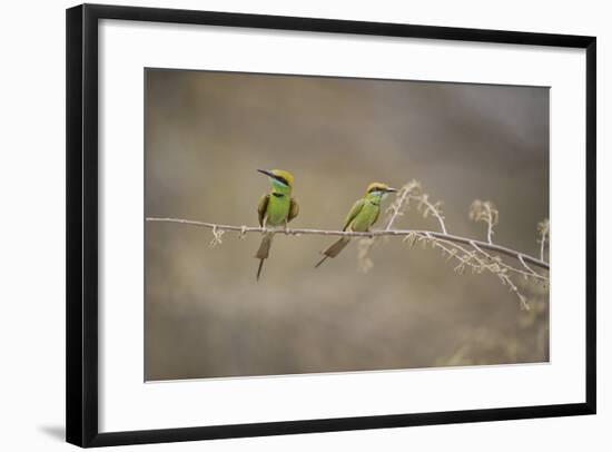 Green Bee Eater, Ranthambhore National Park, Rajasthan, India, Asia-Janette Hill-Framed Photographic Print