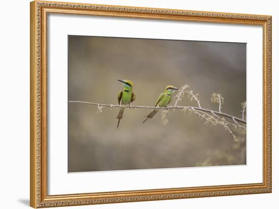 Green Bee Eater, Ranthambhore National Park, Rajasthan, India, Asia-Janette Hill-Framed Photographic Print