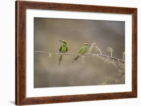 Green Bee Eater, Ranthambhore National Park, Rajasthan, India, Asia-Janette Hill-Framed Photographic Print