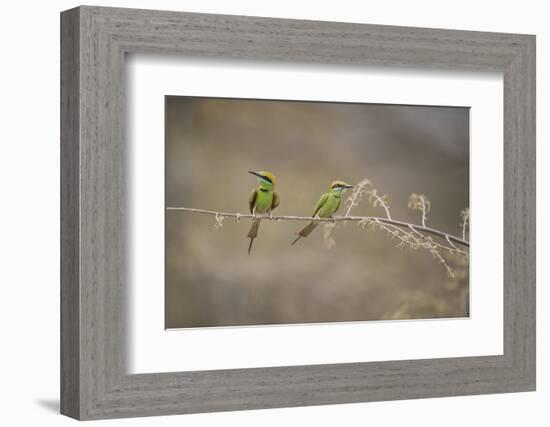 Green Bee Eater, Ranthambhore National Park, Rajasthan, India, Asia-Janette Hill-Framed Photographic Print