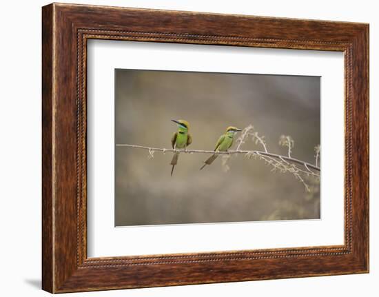 Green Bee Eater, Ranthambhore National Park, Rajasthan, India, Asia-Janette Hill-Framed Photographic Print