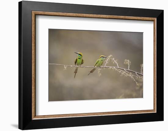 Green Bee Eater, Ranthambhore National Park, Rajasthan, India, Asia-Janette Hill-Framed Photographic Print