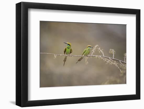 Green Bee Eater, Ranthambhore National Park, Rajasthan, India, Asia-Janette Hill-Framed Photographic Print