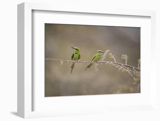 Green Bee Eater, Ranthambhore National Park, Rajasthan, India, Asia-Janette Hill-Framed Photographic Print