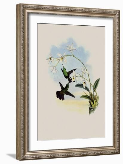 Green-Bellied Amazili, Amazilia Viridigaster-John Gould-Framed Giclee Print