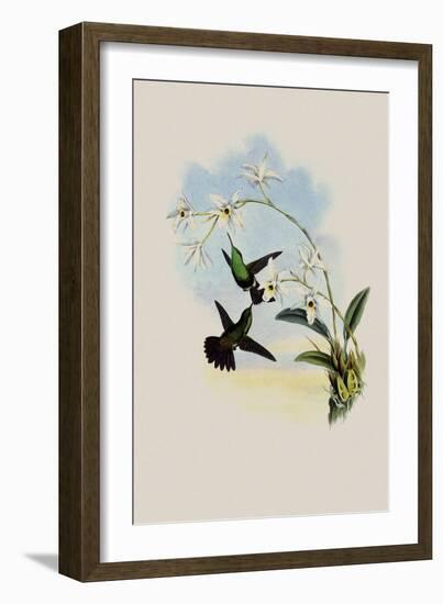 Green-Bellied Amazili, Amazilia Viridigaster-John Gould-Framed Giclee Print