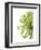 Green Bloom 2 (reverse)-Jenny Kraft-Framed Art Print