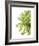 Green Bloom 2 (reverse)-Jenny Kraft-Framed Art Print