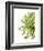 Green Bloom 2 (reverse)-Jenny Kraft-Framed Art Print