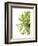 Green Bloom 2 (reverse)-Jenny Kraft-Framed Art Print