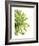 Green Bloom 2-Jenny Kraft-Framed Art Print