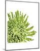 Green Bloom 3 (detail)-Jenny Kraft-Mounted Art Print