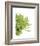 Green Bloom 4-Jenny Kraft-Framed Art Print