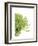 Green Bloom 4-Jenny Kraft-Framed Art Print