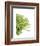 Green Bloom 4-Jenny Kraft-Framed Art Print