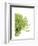 Green Bloom 4-Jenny Kraft-Framed Art Print