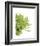 Green Bloom 4-Jenny Kraft-Framed Art Print