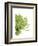 Green Bloom 4-Jenny Kraft-Framed Art Print