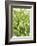 Green Bloom 5-Jenny Kraft-Framed Art Print