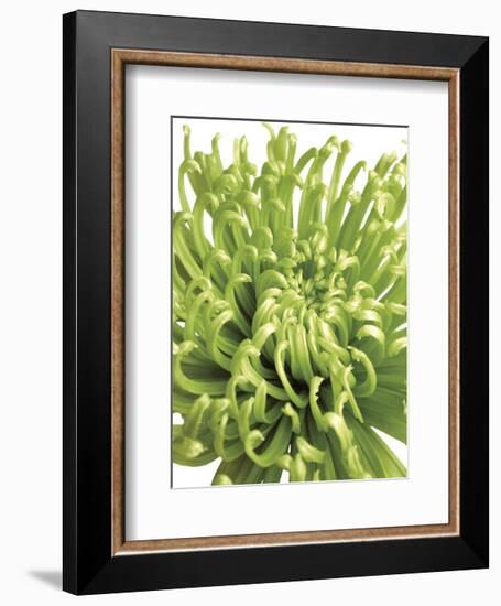 Green Bloom 5-Jenny Kraft-Framed Art Print