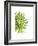 Green Bloom III-Jenny Kraft-Framed Giclee Print