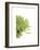 Green Bloom IV-Jenny Kraft-Framed Giclee Print