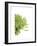 Green Bloom IV-Jenny Kraft-Framed Giclee Print