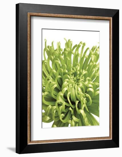 Green Bloom V-Jenny Kraft-Framed Giclee Print