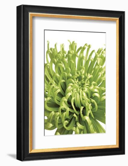 Green Bloom V-Jenny Kraft-Framed Giclee Print