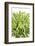 Green Bloom V-Jenny Kraft-Framed Giclee Print