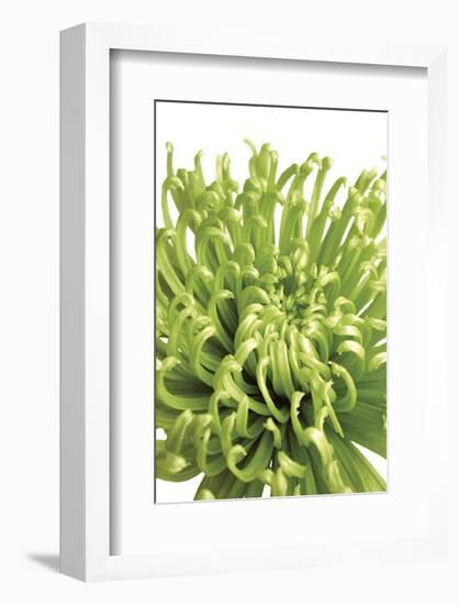 Green Bloom V-Jenny Kraft-Framed Giclee Print