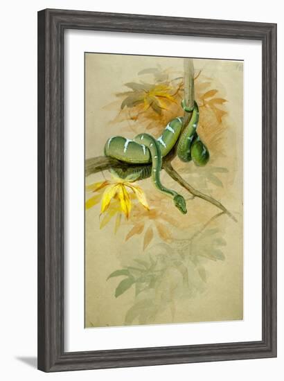 Green Boa-Joseph Wolf-Framed Giclee Print