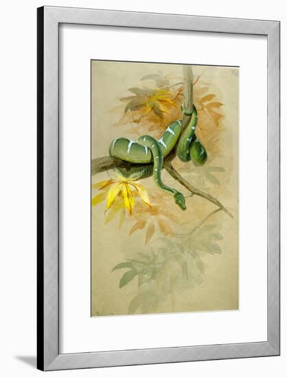 Green Boa-Joseph Wolf-Framed Giclee Print