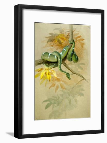 Green Boa-Joseph Wolf-Framed Giclee Print