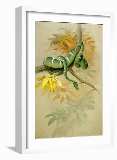 Green Boa-Joseph Wolf-Framed Giclee Print