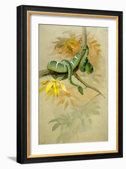 Green Boa-Joseph Wolf-Framed Giclee Print