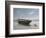 Green Boat-Zhen-Huan Lu-Framed Giclee Print