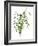 Green Bouquet II-Melissa Wang-Framed Art Print