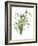 Green Bouquet II-Melissa Wang-Framed Art Print