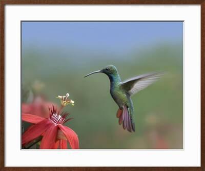 Green Breasted Mango Hummingbird Male Foraging Costa Rica Art Print Tim Fitzharris Art Com