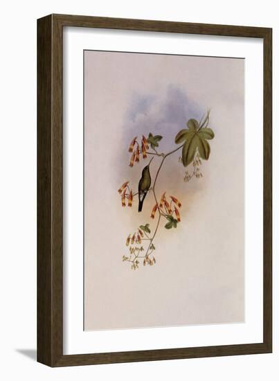 Green-Breasted Sapphironia, Sapphironia Goudoti-John Gould-Framed Giclee Print