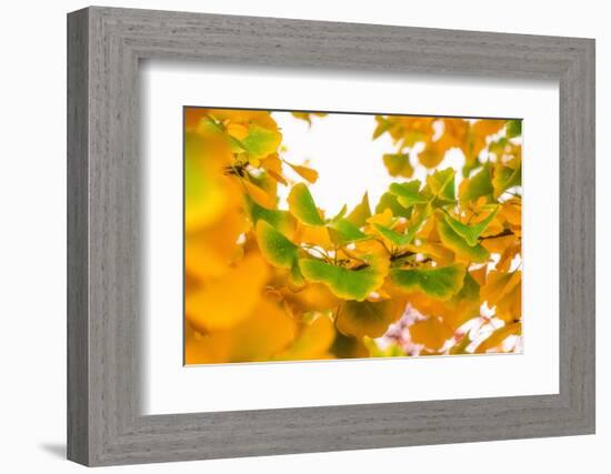 Green butterflies-Philippe Sainte-Laudy-Framed Photographic Print