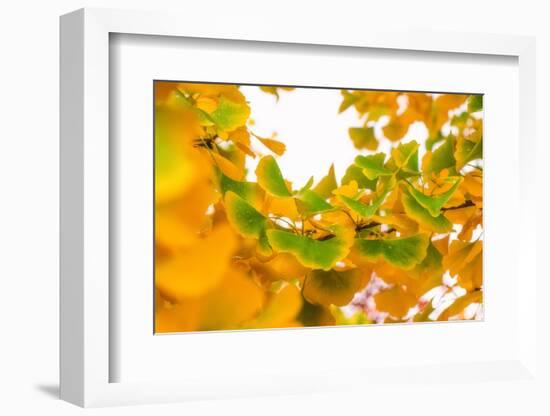 Green butterflies-Philippe Sainte-Laudy-Framed Photographic Print